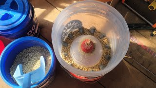 Bobwhite Brooder to Flight pen  Transition tips  Teach a Quail to drink [upl. by Eillit]