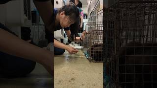 Sedating a Feral Cat for Spay Surgery [upl. by Branscum]