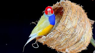 Immersive viewingGouldian FinchesLonchura striataLonchura striata domestica [upl. by Buck]