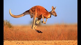 Kangaroo  Australian Kangaroos Documentary Kangaroo Life [upl. by Earehs]