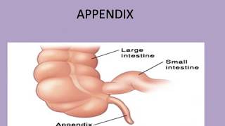 APPENDIX STRUCTURE ANATOMY AND PHYSIOLOGY [upl. by Osbourne]