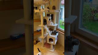 New Enormous cat Tree 🤩zooplus cuteanimals catlover kitty cute catbaby cutecat gotland [upl. by Otha]