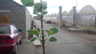 Paulownia tree experiment in Spain with Groasis Waterboxx [upl. by Ozkum]