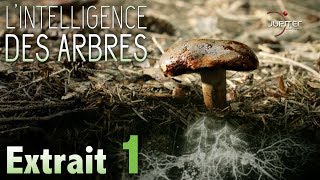 LIntelligence des Arbres  Extrait 01  VF [upl. by Moriyama]