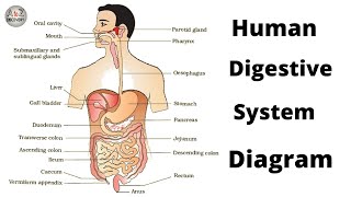 Human Digestive System  How to draw labelled diagram of digestive system  What is digestive system [upl. by Dnomhcir]