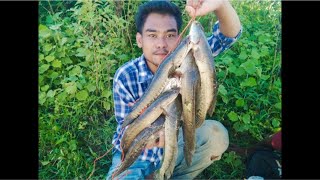 channa striata snakehead fishing 🎣 [upl. by Atews]