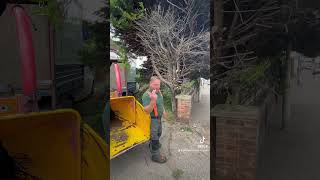 Conifer hedge removal one ugly hedge baldock Paulownia philipallentreesurgeontreelifetreestree [upl. by Yelime]