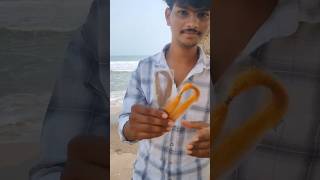 USING PRAWNS TO CATCH BIG FISHES IN SEA Fish huntingfishing Telugublogger [upl. by Arte847]