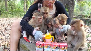 Feed milk for all abandoned monkeys [upl. by Lizned]