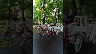 horse carriage krakow poland shortvideo [upl. by Ennayoj]