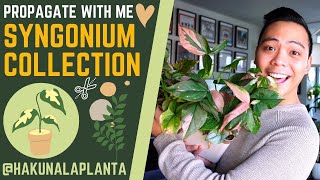 Propagating My Syngoniums 🤩  Aurea Albo Mojito Pink Splash Wendlandii  PROPAGATE WITH ME 💚 [upl. by Seaddon697]