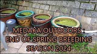 medaka rice fish outdoors  end of spring breeding season 2024 [upl. by Alban]