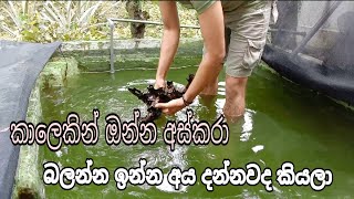 How to cleaning fish tank sinhala  how to fish pond water clean  Fish videos Sinhala [upl. by Tronna]