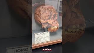 The 23 Million Year Old Humanlike Skull [upl. by Aeiram]