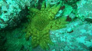 Spotted Sunflower star in Northern California [upl. by Nylatsyrk]