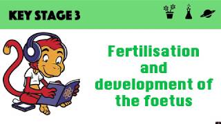 Fertilisation and development on the baby [upl. by Anilram]