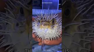 Pufferfish 🐡  Most POISONOUS Fish pufferfish ocean venomous [upl. by Maison]