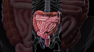 Constipation  3d animation meded anatomy 3dmodel [upl. by Innos]