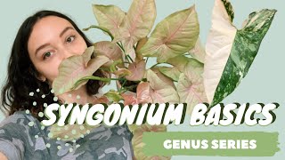 SYNGONIUM CARE  COLLECTION  arrowhead vine houseplant genus series [upl. by Aihgn632]