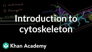 Introduction to cytoskeleton  Cells  MCAT  Khan Academy [upl. by Yenohtna]