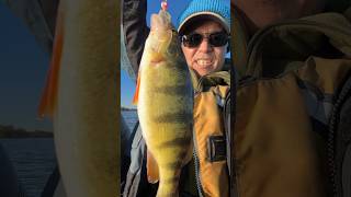 Late Fall Big Perch perch fishing bigfish wow [upl. by Nanek]