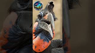 Abyssinian Ground Hornbill shorts facts gk wildlife funfacts animals nature birds [upl. by Giuliana517]