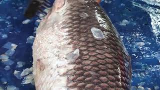 Ruhu Fish Cutting Skills In Bangladesh Fish Market  Fish Cutting Skills 2024 [upl. by Blanchard]