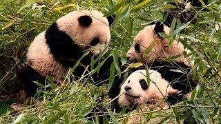 Raw Video Behind the Scenes at Chengdu Panda Base with First Lady Michelle Obama [upl. by Nalehp]