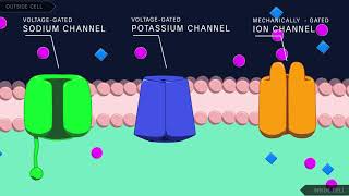 Action Potential in the Neuron [upl. by Tiga]