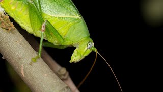 Sounds of Katydids  Sounds at night time Part 1 Check Part 2 for Full Length Katydid Video [upl. by Suhpesoj614]