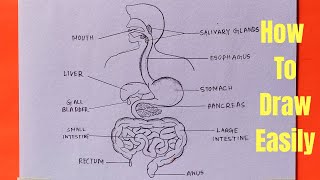 How to draw diagram of human digestive system easily  step by step [upl. by Nimref]