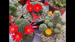 Rebutia krainziana A beautiful cacti from South America ClumpingCactus  Episode 53 [upl. by Nyladnek]