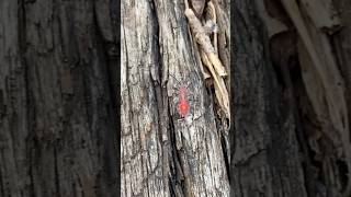 Boxelder bug Boisea trivittata found on abandoned railroad track bugslife love viralvideo vlog [upl. by Waldemar]