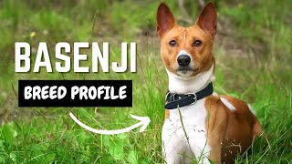 Basenji Dog 101 Everything You Need to Know About this Quirky Breed  Barkless Dogs  Pet Insider [upl. by Eibocaj293]