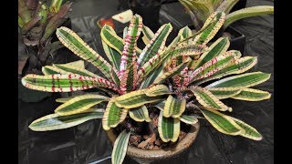 Barry Landaus Tropical Planet  San Diego Bromeliad Show 2017 [upl. by Llecrad]