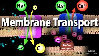 Membrane Transport Animation [upl. by Rockey]