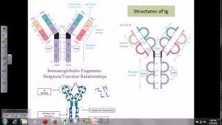 Immunoglobulins [upl. by Tahpos]