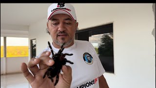 CHARLLES E TÕE TROLAM TIRINGA COM ARANHA CARANGUEJEIRA  CHÁCARA COMÉDIA SELVAGEM [upl. by Asertal]