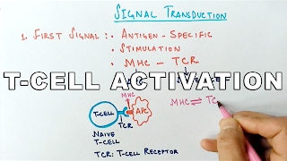 Mechanism of TCELL ACTIVATION [upl. by Atsillac357]