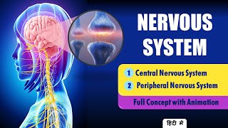 Explain Nervous System Anatomy and Physiology Hindi  Types of Neurons [upl. by Hyps]