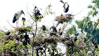 The All Bird Made Nest  Gian Birds Aquatic Nest Building Expedition  BirdsLifeCycle [upl. by Kurtz]