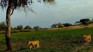 Lake Manze Lions v Crocodiles August 2016 [upl. by Anrim]