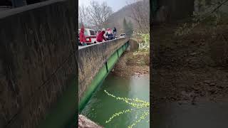 Trout stocking on Three Forks Creek from bridge [upl. by Jezabel196]