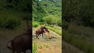 Lions Hunting Buffalo Nature in Action Wildlife Predators [upl. by Naejamron368]