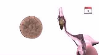 General Embryology  Detailed Animation On Implantation [upl. by Wyon]