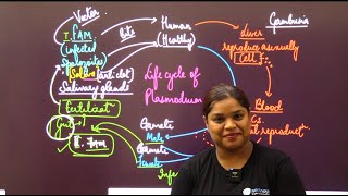 Malaria Life Cycle Class 12 Understanding the Plasmodium Transmission [upl. by Mansfield]