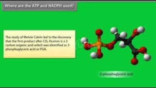 Where are the ATP and NADPH used   explain full in simple way [upl. by Lechner727]