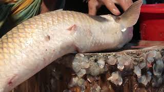 Big Mirka Fish Cutting By Expert Fish Cutter  Amazing Cutting Skills [upl. by Yedrahs]