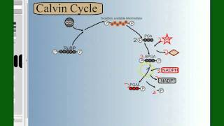 Photosynthesis Part 4 The Calvin Cycle [upl. by Oiludbo893]