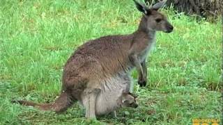 Kangaroo Kids Joeys at Brookfield Zoo [upl. by Niddala510]